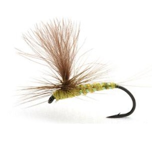 OLIVE FLASH - 13