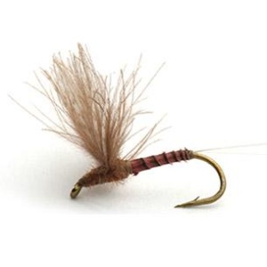 CDC BIOT COMP.QUILL G. DØGNFLUE - 16