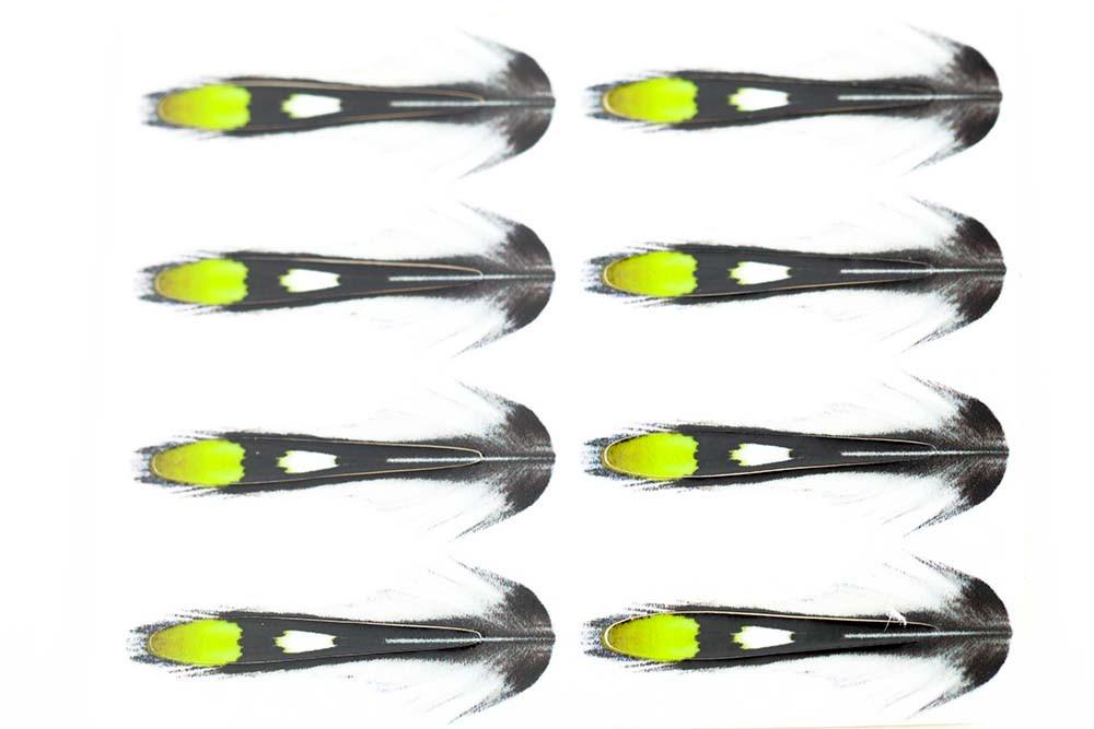 Jungle cock Sub. Chartreuse
